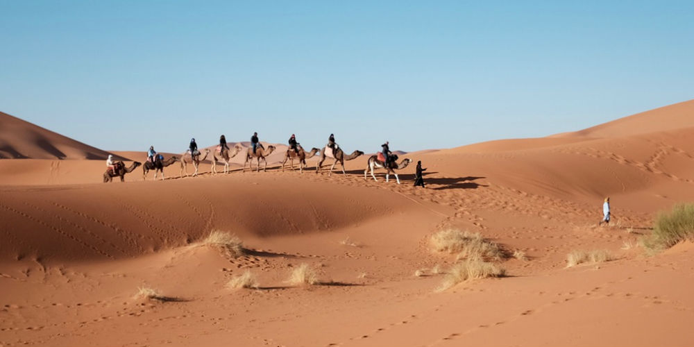 camels 6
