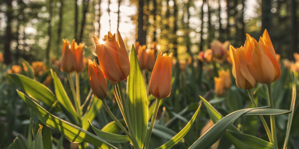 flower|flora