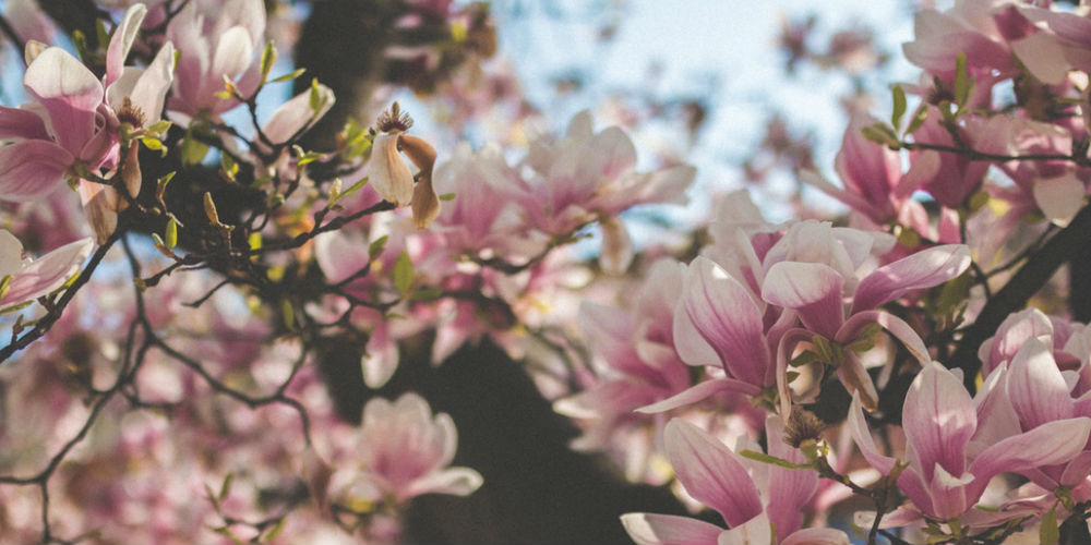 flowers-5