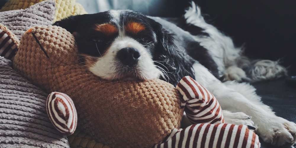 samuel-foster-cjE2c8_d6BQ-unsplash