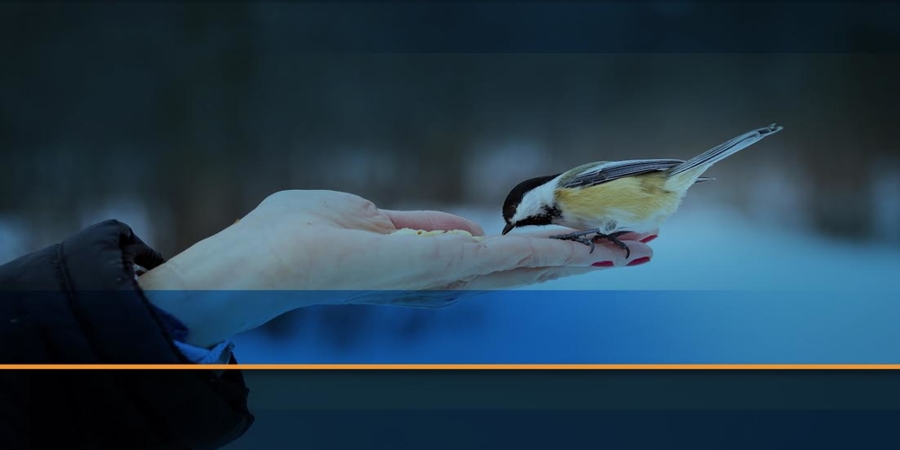 bird