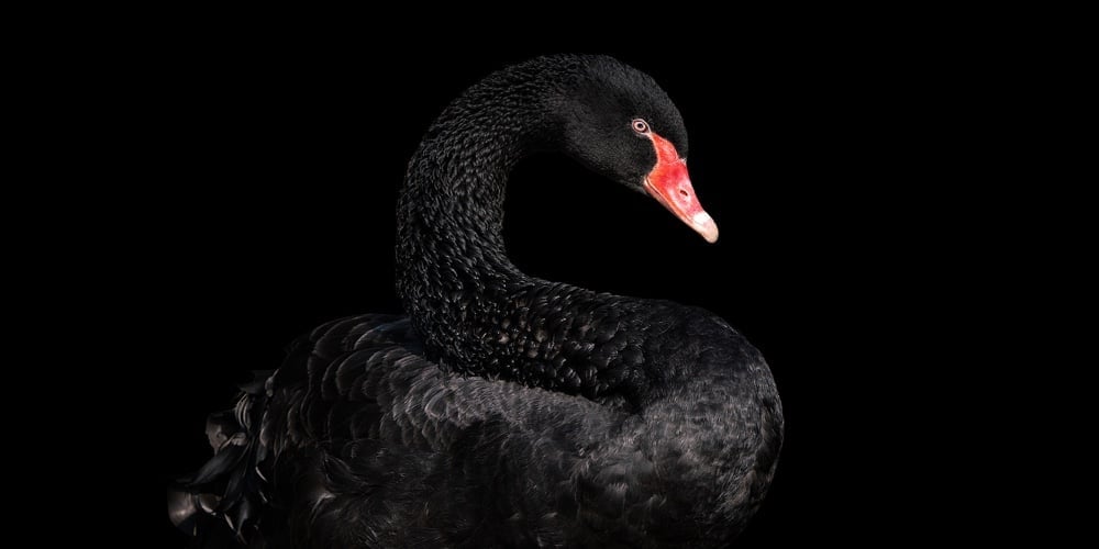 bigstock-Black-Swan-On-Black-Background-428585411