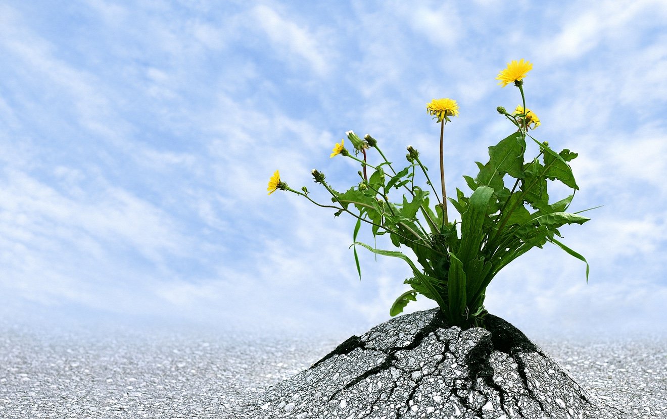 Persist and Succed