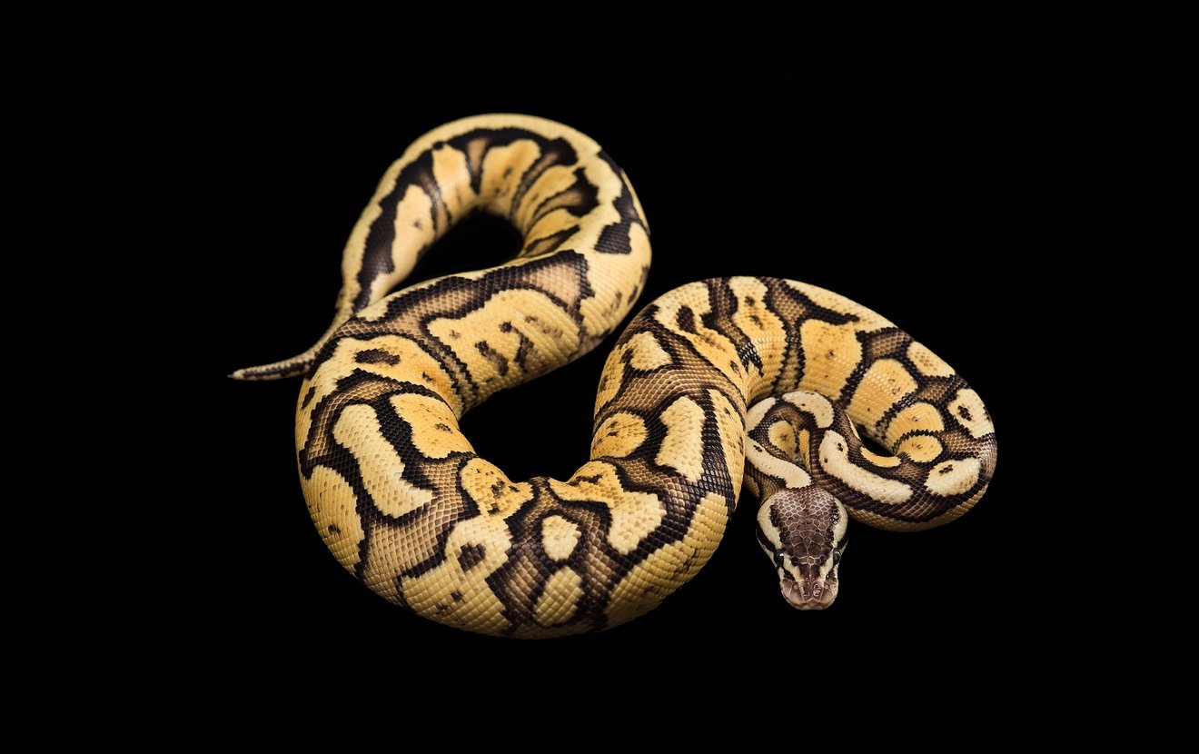 Female Ball Python. Firefly Morph or Mutation