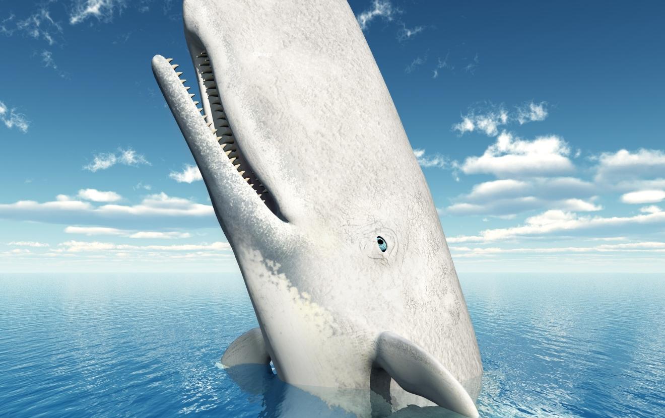 white whale