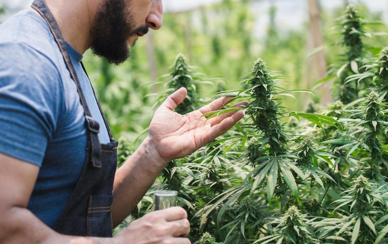 cannabis banking