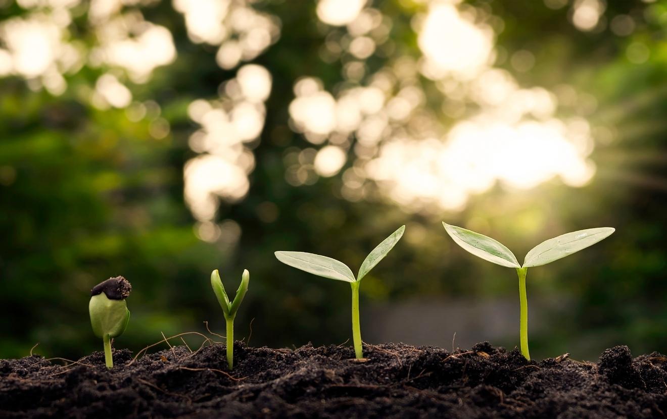 growth
