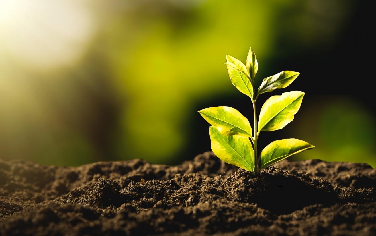 sustainability