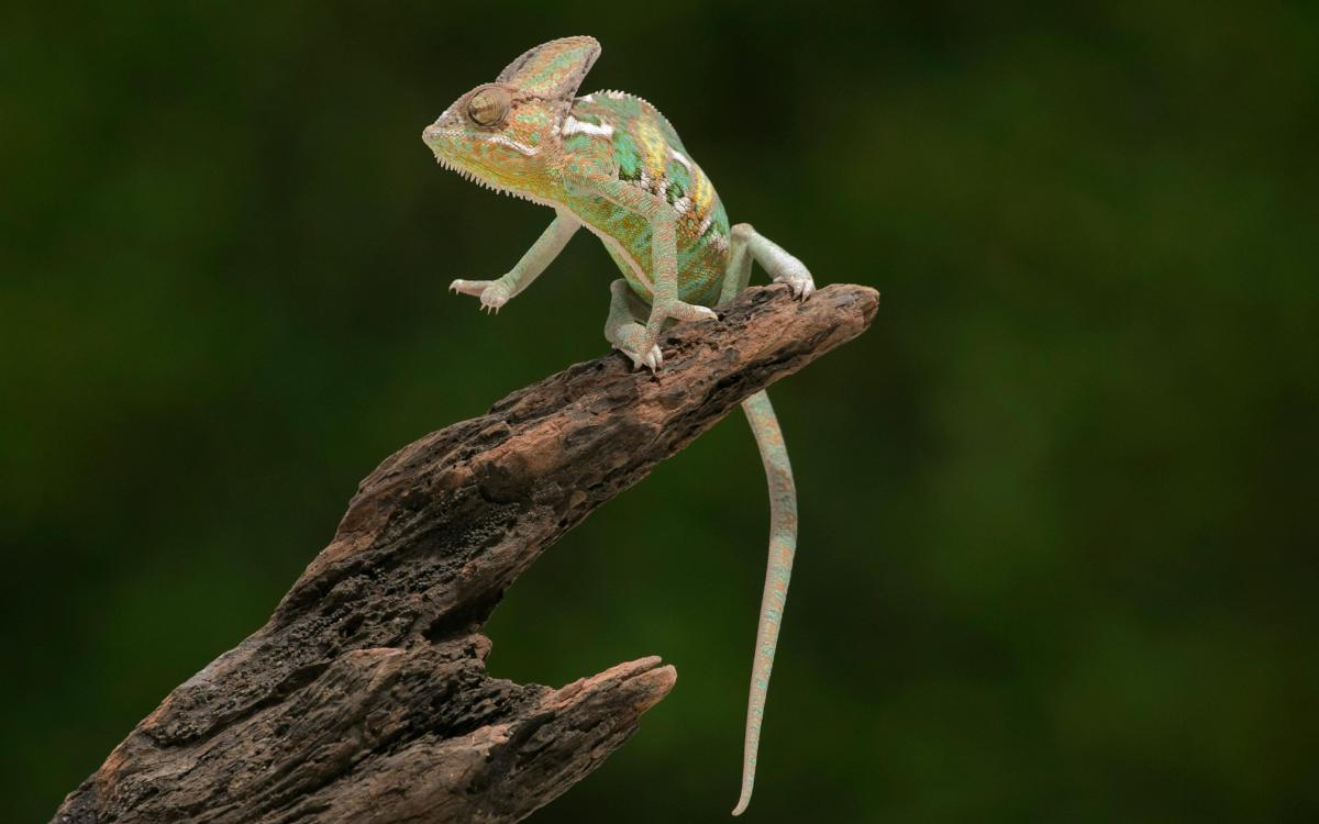 adaptability